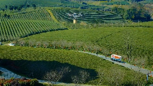 申通快递发布春茶寄递解决方案2.0 助力“黔茶出山”